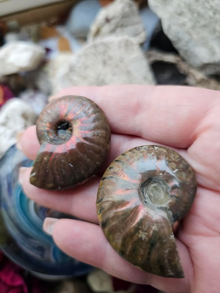 611850273_3726885967446195_2453475349784030847_n